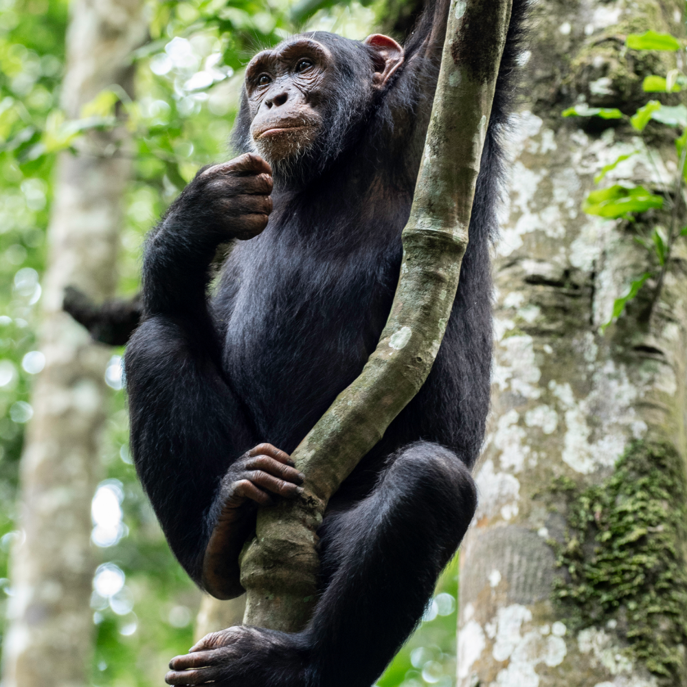 chimpanzee safaris in uganda