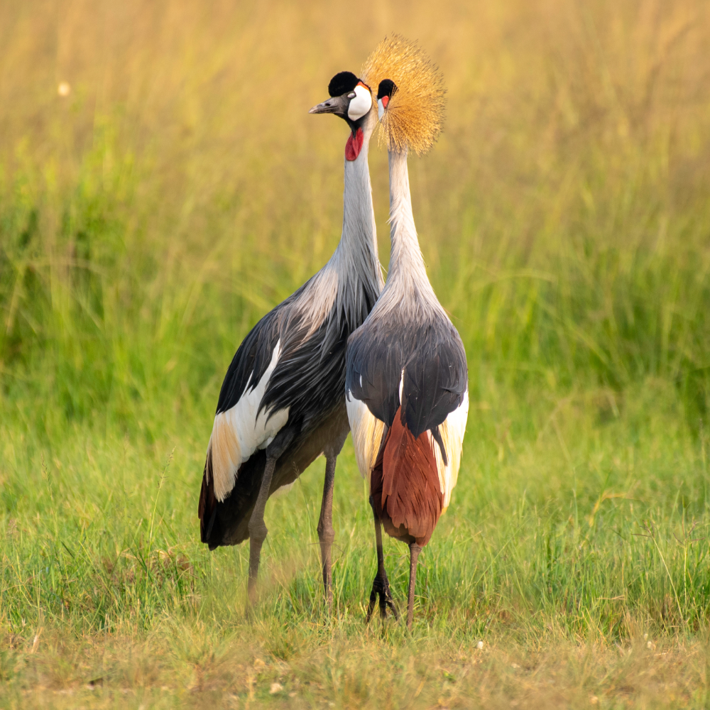 birding, crested crane safari in uganda