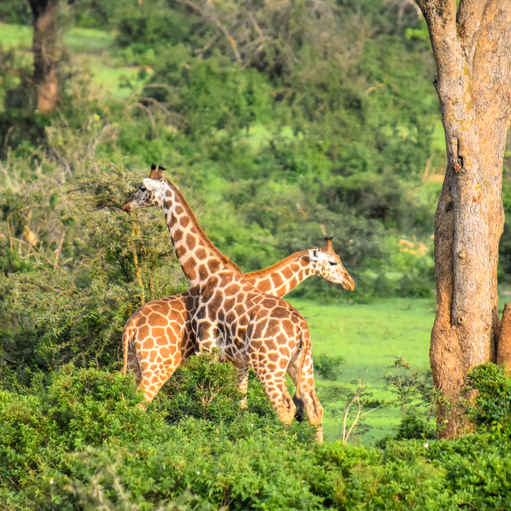 giraffe safaris in uganda