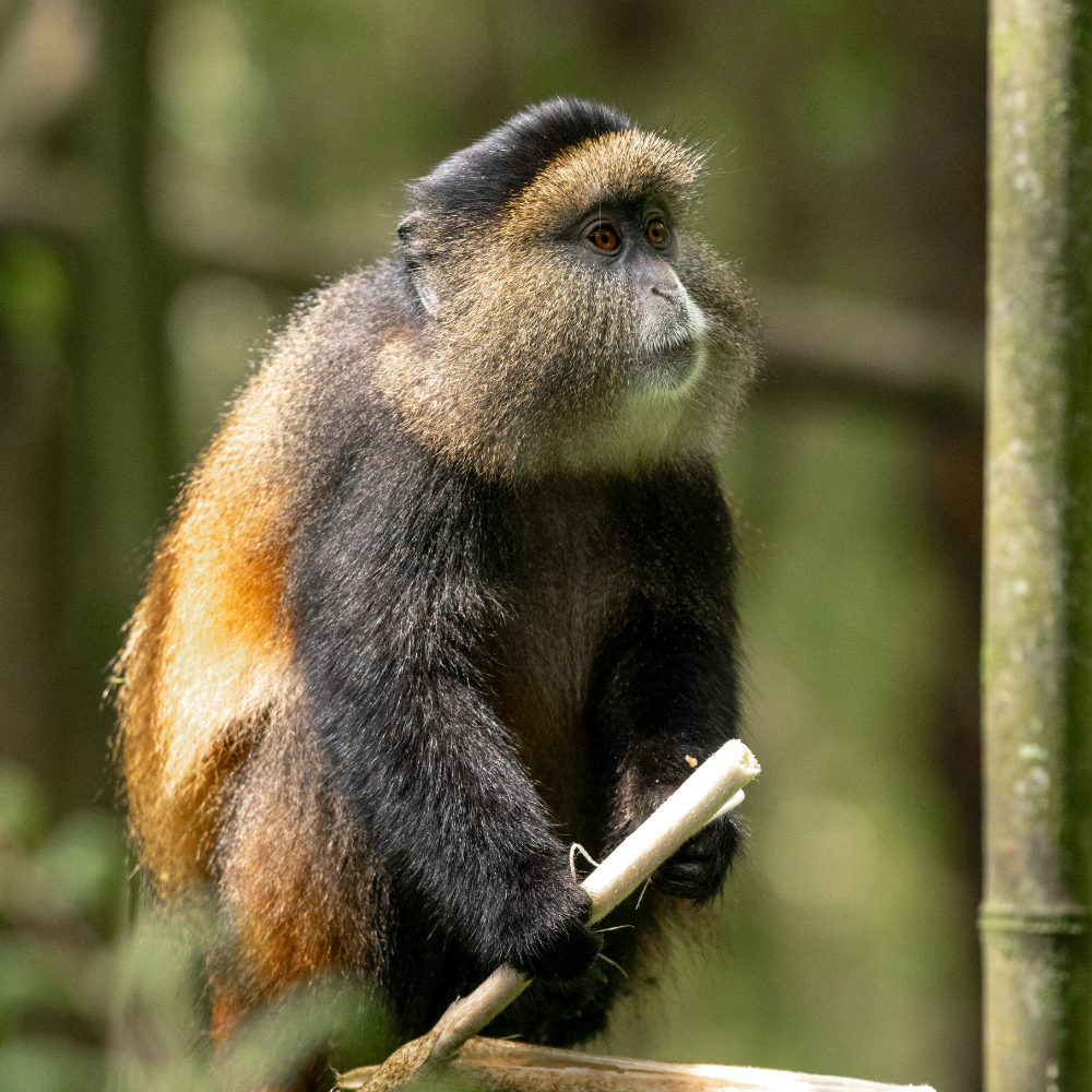 Golden Monkey Safaris In Uganda