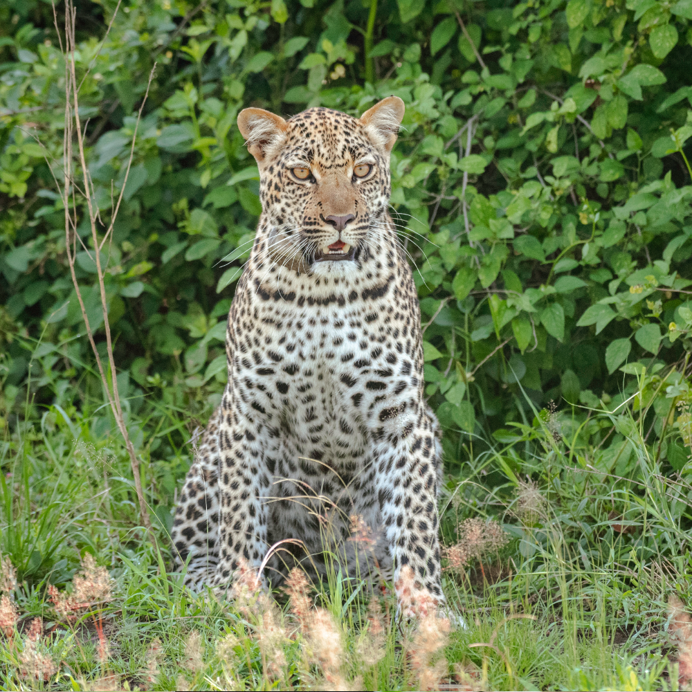Leopards Safaris In Uganda