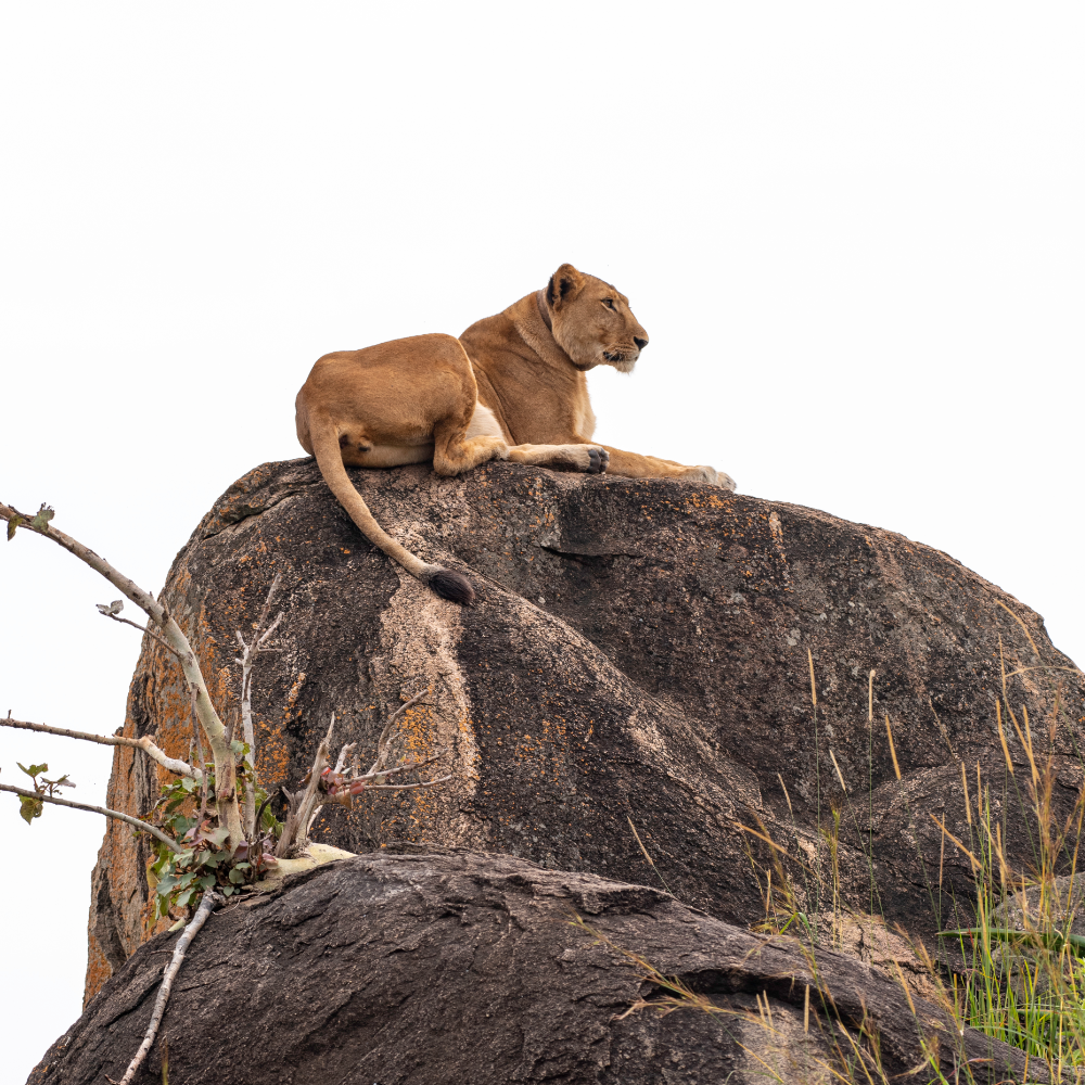Lions Safaris In Uganda