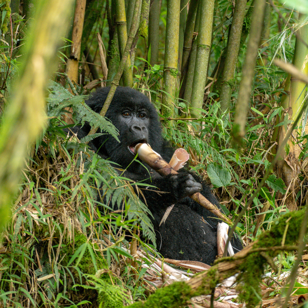 Gorilla Safaris In Uganda