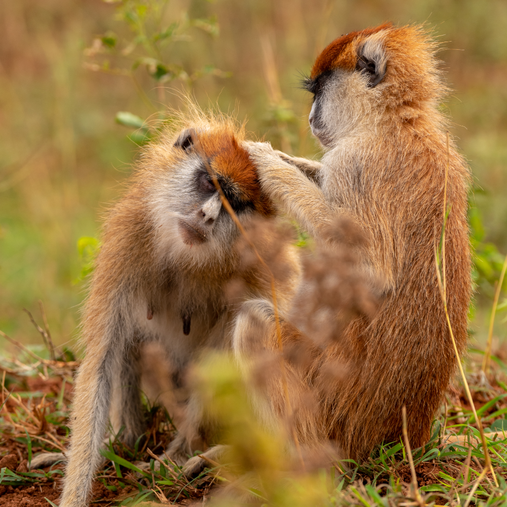 Red Colobus Monkey Safaris In Uganda
