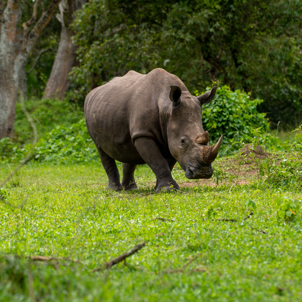 Rhino Safaris In Uganda